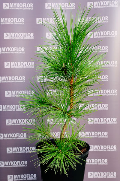 Pinus nigra ‘Maritima’ – przykładowa roślina oferowana do sprzedaży