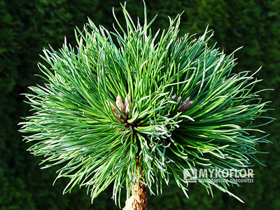 Pinus nigra Moravský Jižní Kříž