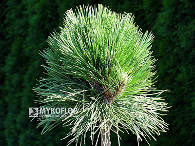 Pinus nigra Petra Pa 60 cm. Zbliżenie