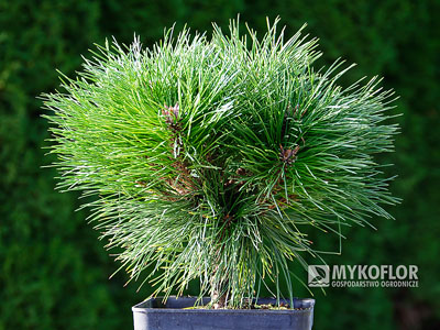 Pinus nigra Pierrick Bregéon – przykładowa roślina oferowana do sprzedaży