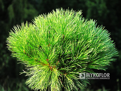 Pinus nigra Pierrick Bregéon – zbliżenie