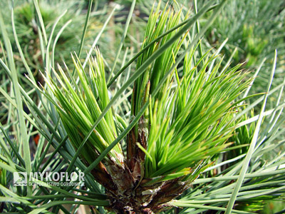Charakterystyczne „pędzelki” u Pinus nigra Spielberg