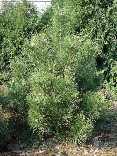 Pinus nigra - 6-letnia sosna czarna