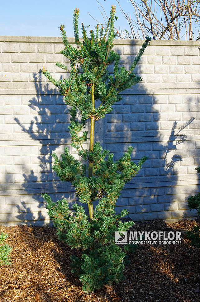 Pinus parviflora ‘Azuma’