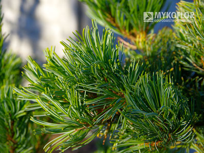 Pinus parviflora ‘Dai-ho’ – zbliżenie igieł 