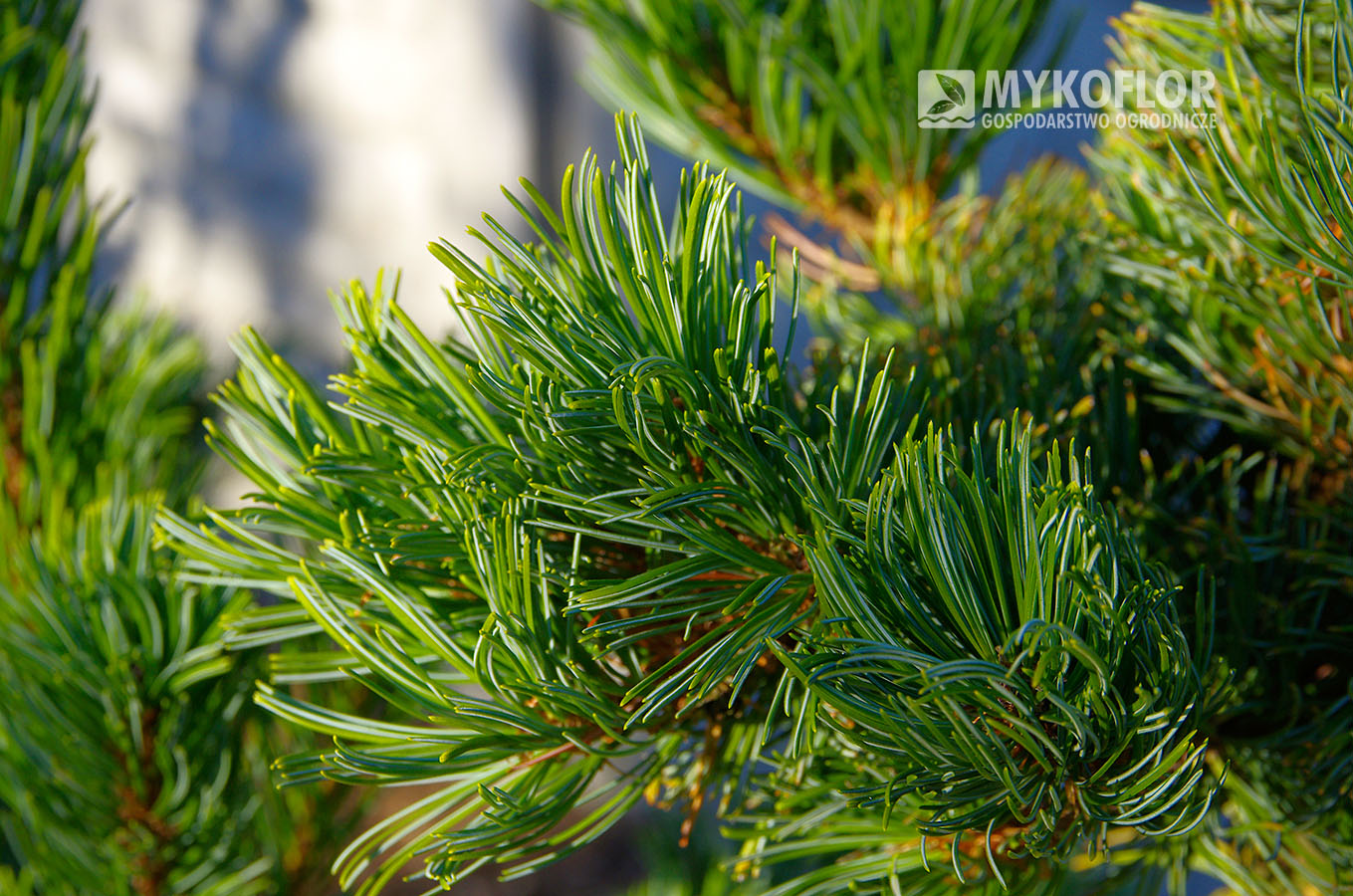 Pinus parviflora ‘Dai-ho’ – zbliżenie igieł