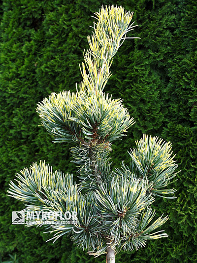 Pinus parviflora Fukai - materiał oferowany do sprzedaży