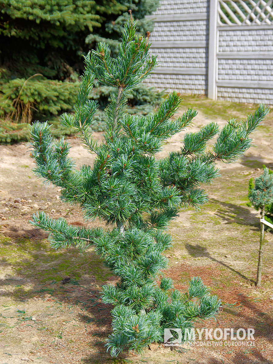 Pinus parviflora ‘Gimborn's Ideal’