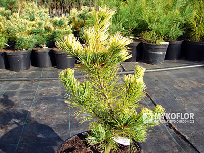 Pinus parviflora Goldilocks, materiał oferowany do sprzedaży