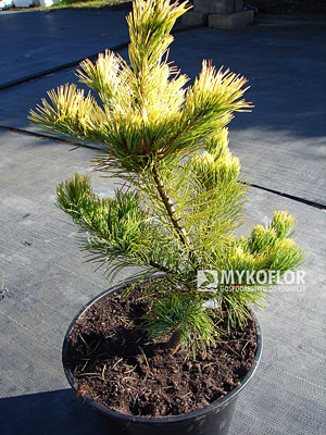 Pinus parviflora Goldilocks, materiał oferowany do sprzedaży