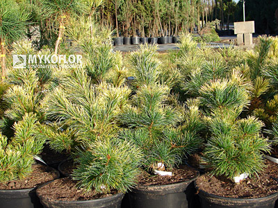 Pinus parviflora Goldilocks w części produkcyjnej