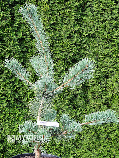 Pinus parviflora Green Monkey - materiał oferowany do sprzedaży, zdjęcie zrobiono w pochmurny dzień
