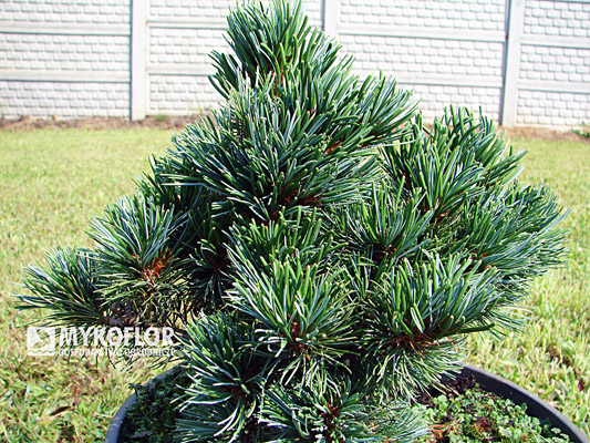 Pinus parviflora Gyoku-sho-hime - materiał oferowany do sprzedaży