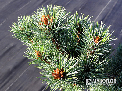 Pinus parviflora Kin-po – zbliżenie igieł