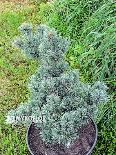 Pinus parviflora Kin-po – ciemnoniebieska barwa igieł w pochmurny dzień