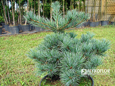 Pinus parviflora Nellie D. - materiał oferowany do sprzedaży 