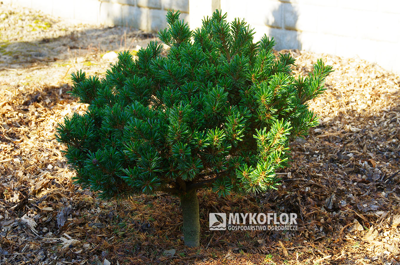 Pinus parviflora ‘Regenhold Broom’
