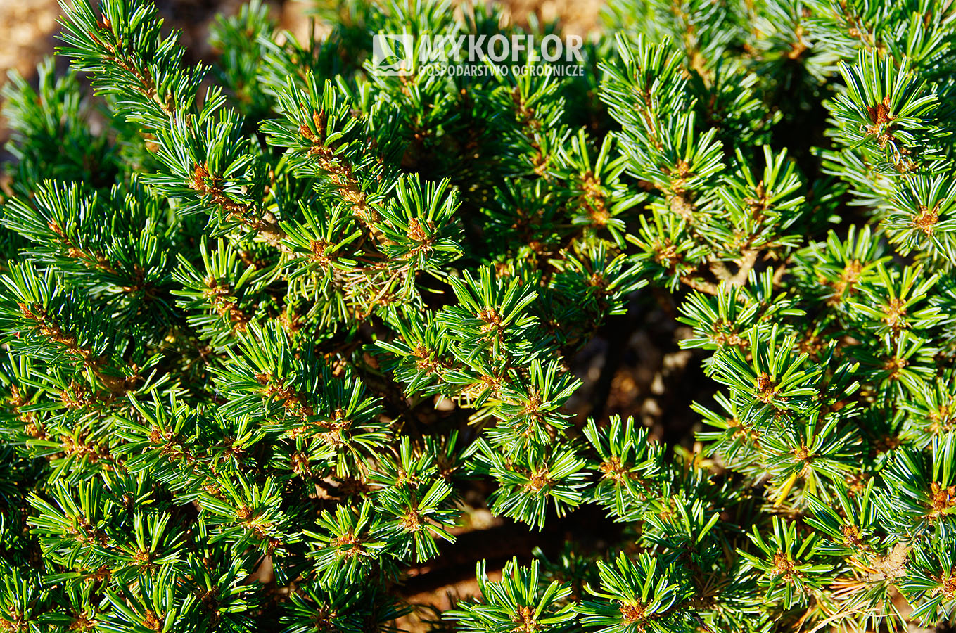 Pinus parviflora ‘Regenhold Broom’ – zbliżenie igieł