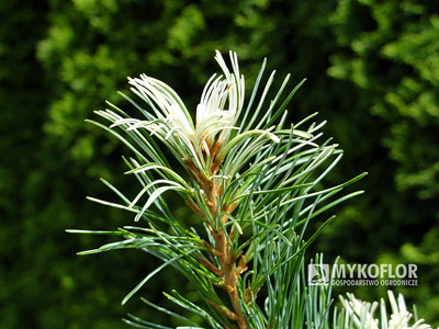 Pinus parviflora Tanima-no-yuki, białe przyrosty