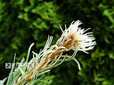 Pinus parviflora Tanima-no-yuki, białe przyrosty