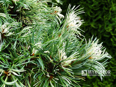 Pinus parviflora Tanima-no-yuki, zbliżenie igieł