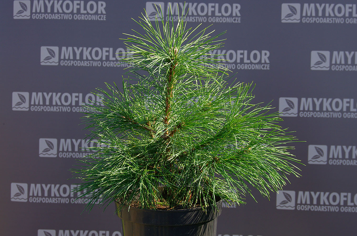 Pinus peuce – przykładowy materiał oferowany do sprzedaży