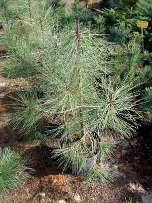 Pinus ponderosa. Materiał w doniczkach