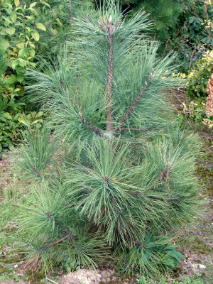 Pinus ponderosa. 4-letnia sosna rosnąca w gruncie 