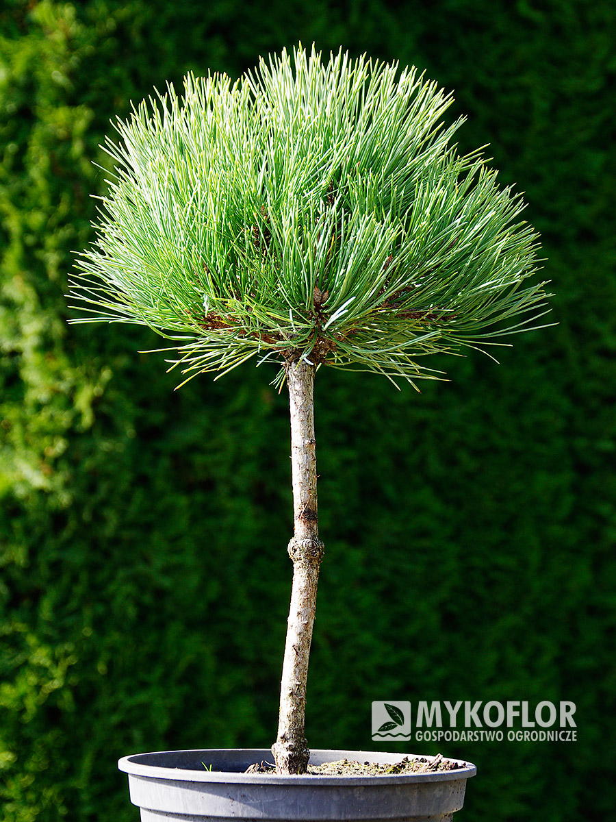 Pinus ponderosa Dixie – przykładowy materiał oferowany do sprzedaży