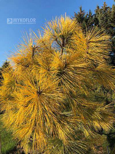 Pinus ponderosa Jaune (sosna żółta Jaune) – zdjęcie zrobiono późną jesienią