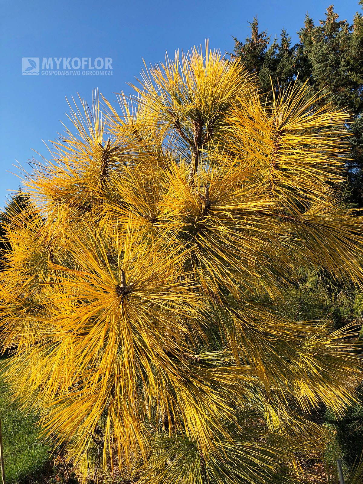 Pinus ponderosa Jaune (sosna żółta Jaune) – zdjęcie zrobiono późną jesienią