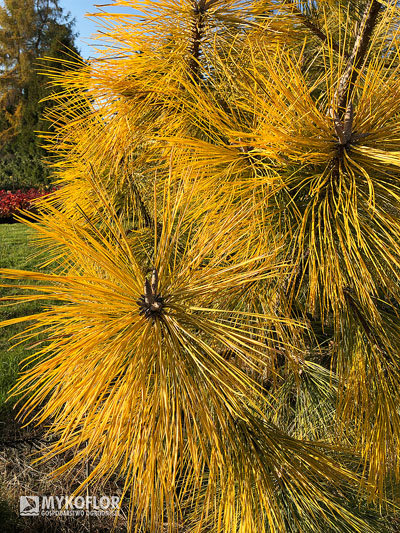 Pinus ponderosa Jaune (sosna żółta Jaune) – zbliżenie igieł. Zdjęcie zrobiono późną jesienią