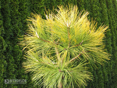 Pinus ponderosa Jaune (sosna żółta Jaune) - 5 letnia roślina prowadzona w formie kuli. Zdjęcie zrobiono wczesną jesienią