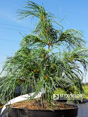 Pinus strobus Contorta – materiał oferowany do sprzedaży