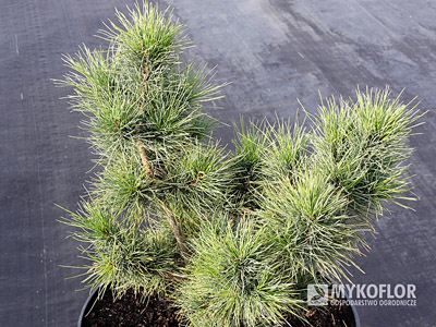  Pinus strobus Diggy – materiał oferowany do sprzedaży