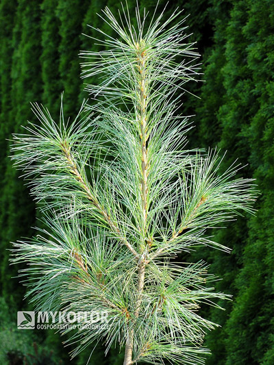 Pinus strobus Fastigiata – materiał oferowany do sprzedaży