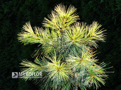 Pinus strobus Golden Candles (lato)