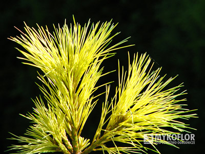 Pinus strobus Golden Candles, zbliżenie igieł (lato)