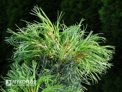 Pinus strobus Green Twist, zbliżenie igieł (lato)