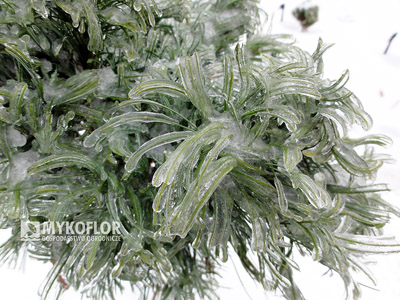Pinus strobus Green Twist, zbliżenie igieł (zima)