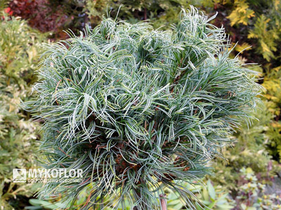 Pinus strobus Green Twist latem