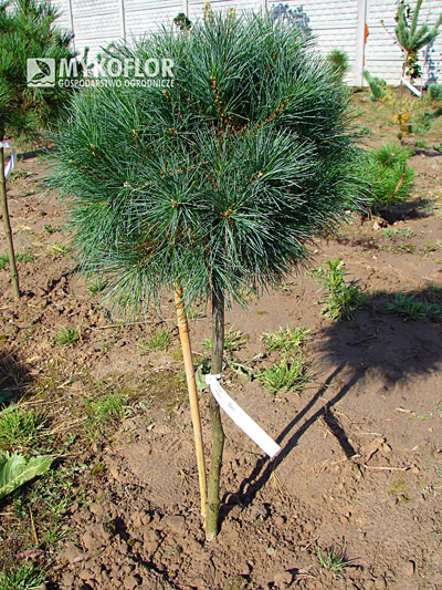 Pinus strobus Greg - roślina 6 letnia, zdjęcie zrobiono latem