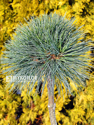 Pinus strobus Greg - materiał oferowany do sprzedaży, zdjęcie zrobiono w grudniu