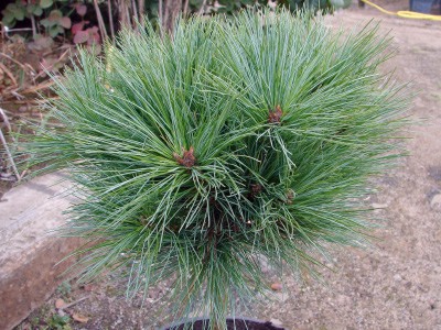 Pinus strobus Horsford, zbliżenie