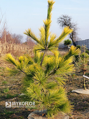 Pinus strobus Louie - zdjęcie zrobiono pod koniec listopada