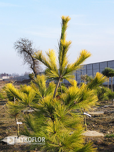 Pinus strobus Louie - zdjęcie zrobiono pod koniec listopada