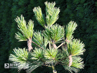 Pinus strobus Macopin – przykładowy materiał oferowany do sprzedaży