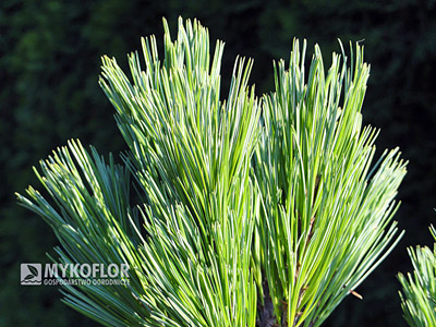 Pinus strobus Macopin. Zbliżenie igieł