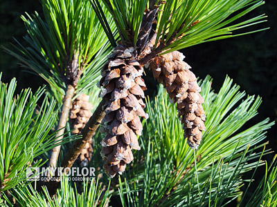 Pinus strobus Macopin. Szyszki, które pojawiają się już na młodych roślinach