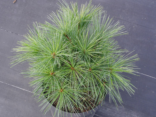 Pinus strobus Minima – materiał oferowany do sprzedaży